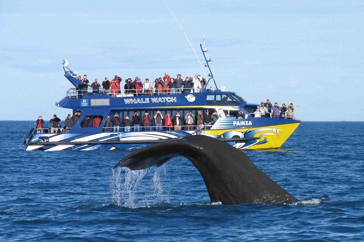 Maya's Legacy Whale Watching Friday Harbor, San Juan Island