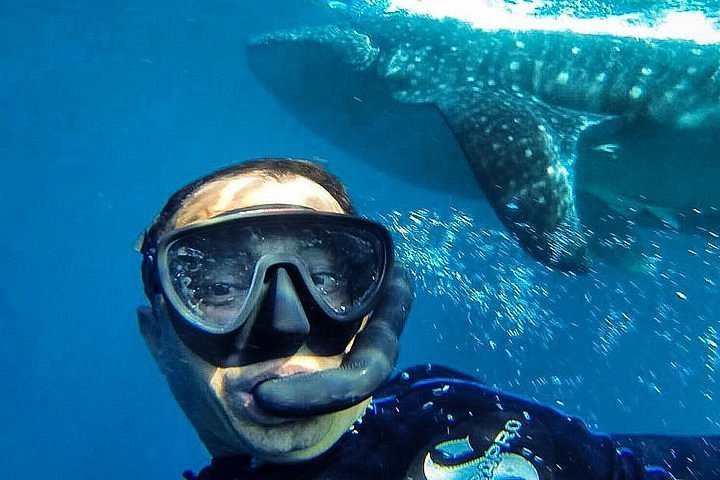 Whale shark diving tulum realtor playa del carmen