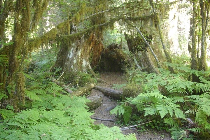 Little river trail olympic national park best sale