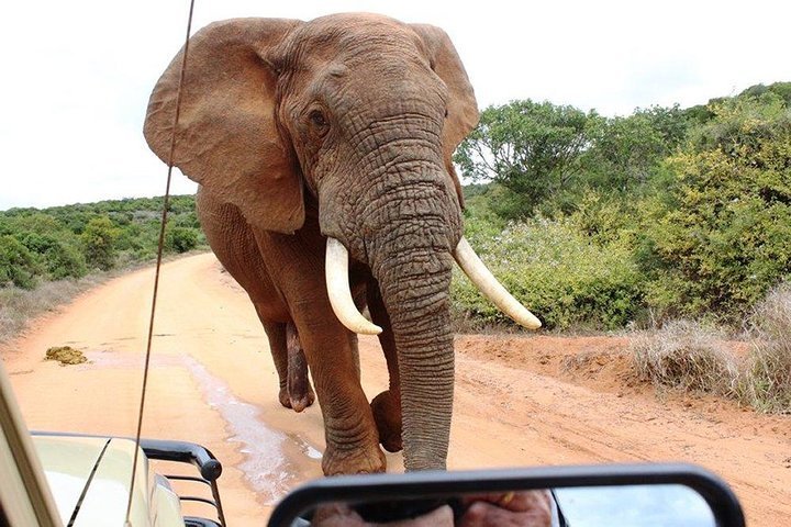 Addo Elephant National Park Hd01 Zur Verfügung Gestellt Von Alan Tours Port Elizabeth 8466