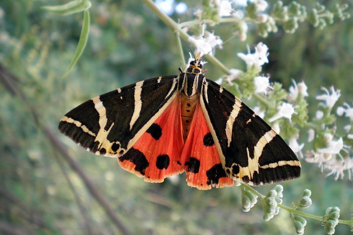 Valley of the Butterflies All You Need to Know BEFORE You Go 2024