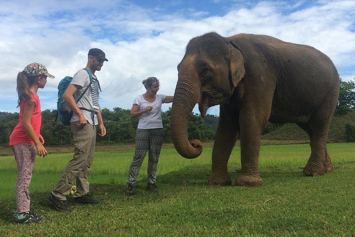 2023 Elephant Care Activities in Lak lake, Buon Ma Thuot