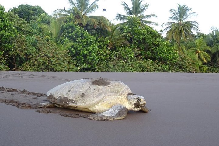 2024 (tortuguero) Turtle Tour Provided By Tortuguero Eco Experiences