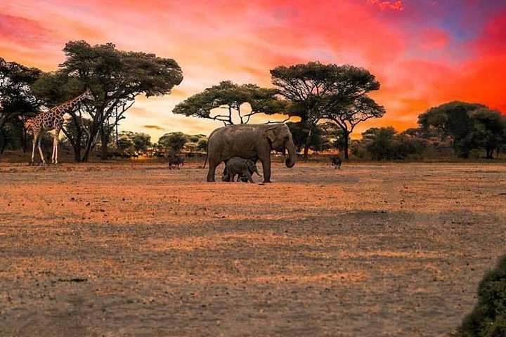 2024 (Kizimkazi Dimbani) Safari Packages and beach holidays