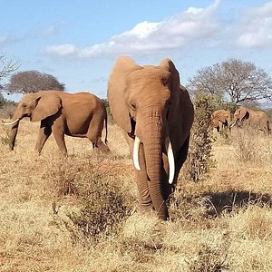 Long'uro's Extraordinary Story — Reteti Elephant Sanctuary in Kenya