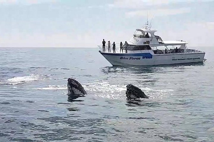 whale watching tour busselton