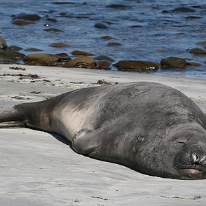 patrick watts tours falkland islands