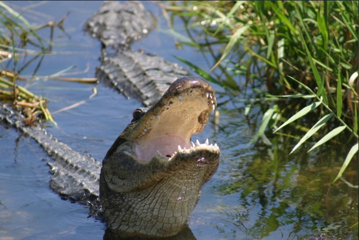 2024 Shark Valley Everglades Guided Tram Tour