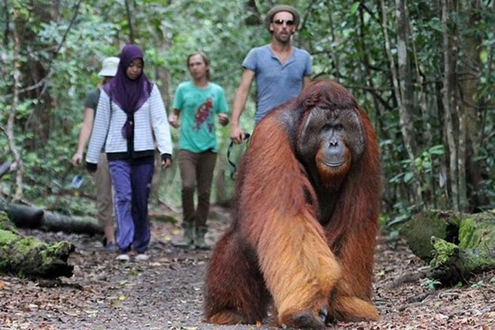 2024 3 Days Borneo Tanjung Puting Wooden Boat Tour: Trekking ...