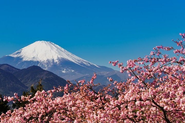 2024 (Shinagawa) Sakura Cherry Blossom and Hakone Day Trip from Tokyo ...