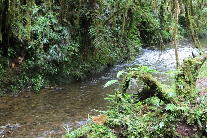 2024 (colombia) Day Trip To Natural Reserve La Planada - Tripadvisor