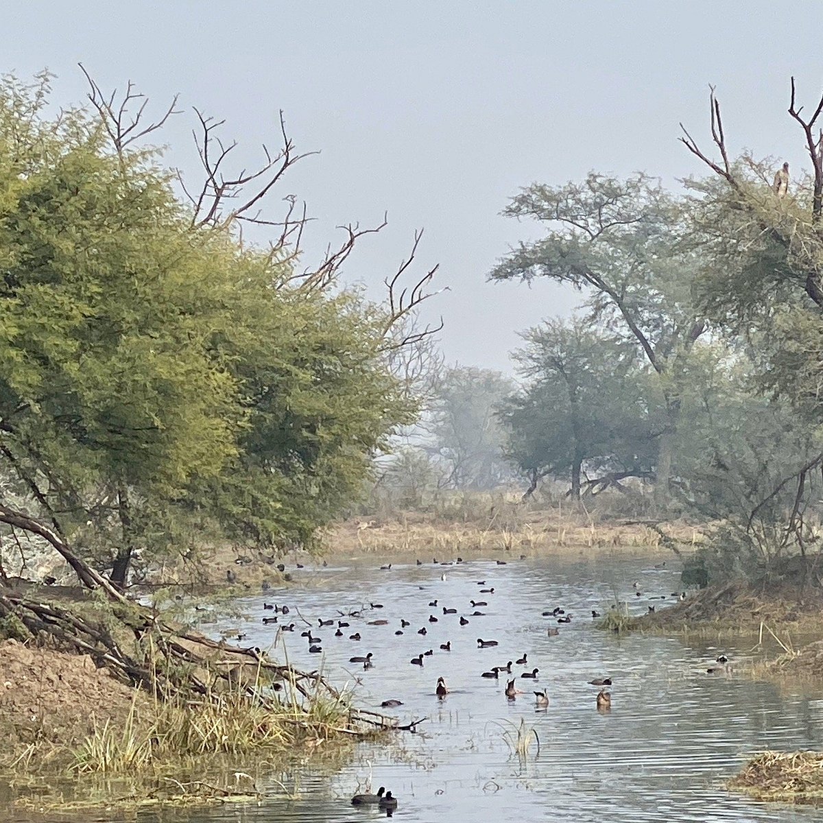 bharatpur bird sanctuary rajasthan tourism