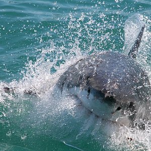 great white shark trips cape town