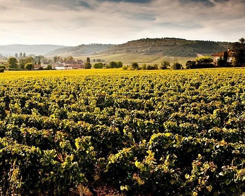 wine tours from beaune