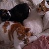 kitty GP