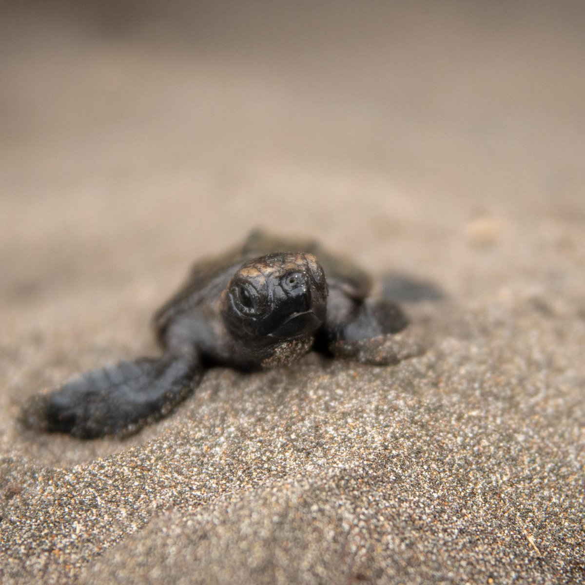 Turtle Love (Tortuguero, Costa Rica): Address, Phone Number - Tripadvisor