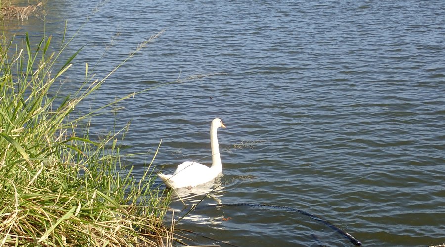 水辺には白鳥がたくさんいました。