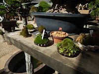 春花园bonsai 美术馆 江戸川区 旅游景点点评 Tripadvisor