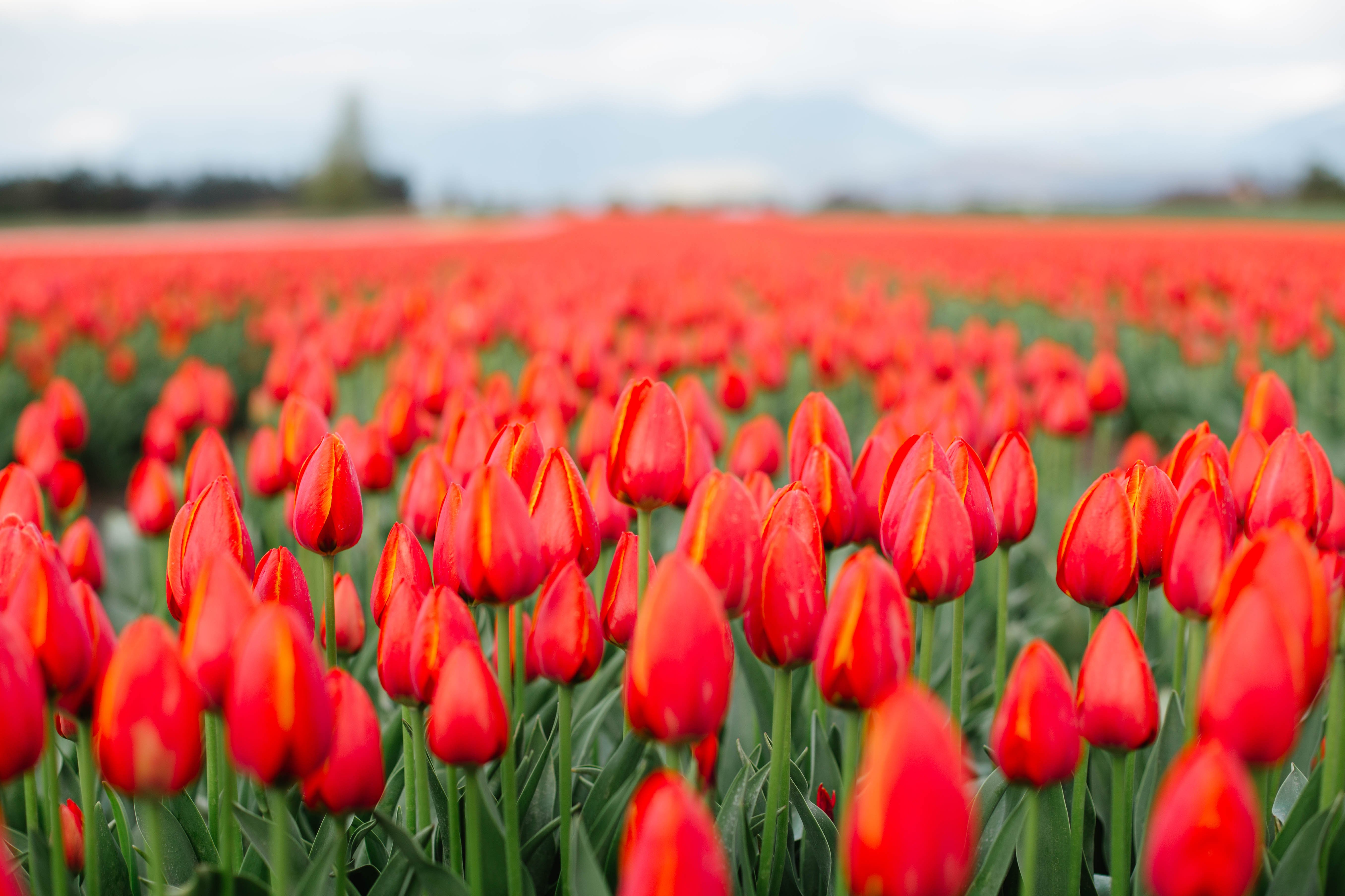 CHILLIWACK TULIP FESTIVAL: All You Need to Know BEFORE You Go