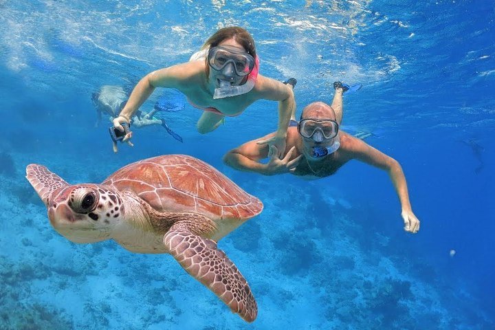 2024 Discover Snorkelling provided by Jordan Attractions Tours