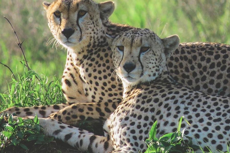 UNFORGETTABLE SAFARIS All You MUST Know Before You Go 2024   Caption 