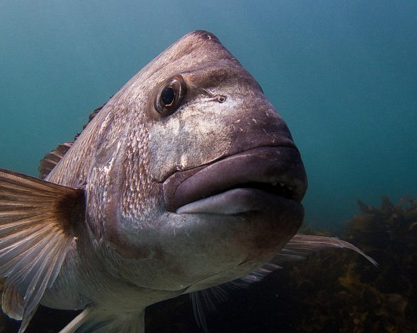 Goat Island Marine Reserve (Warkworth) - All You Need to Know BEFORE You Go