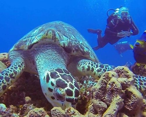 THE 10 BEST Cozumel Scuba Diving & Snorkeling (Updated 2023)