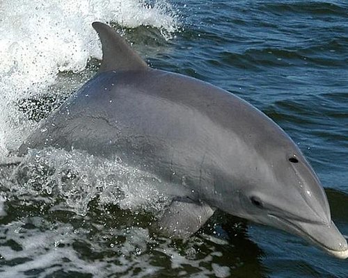cetacean cruises orange beach al