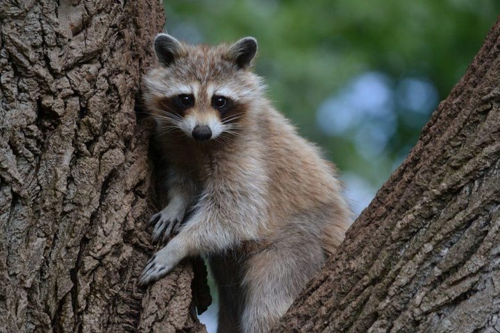 2024 (Montreal) Montreal ZOO, private half day tour