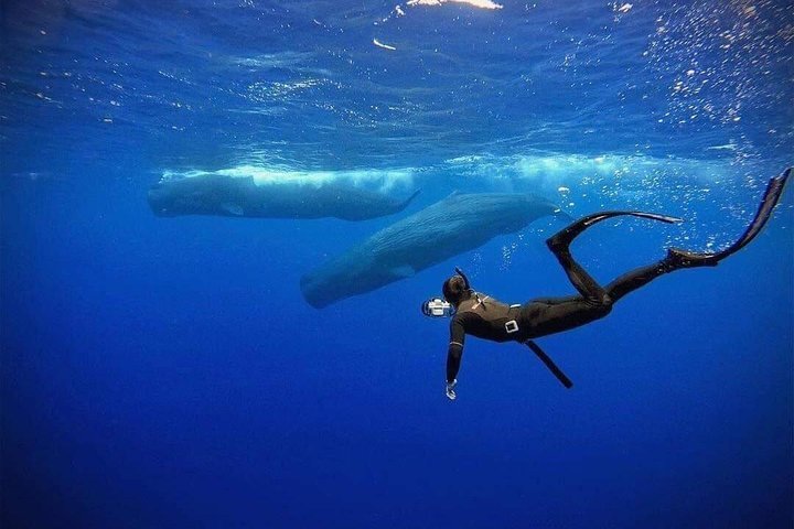 2024 Snorkeling With Whales In Mirissa Provided By ZRI Adventures