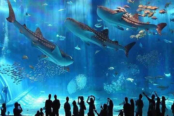 2023 Hurghada Aquarium provided by Get Your Holidays - Tripadvisor