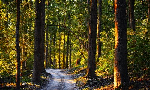 Corbett national park
