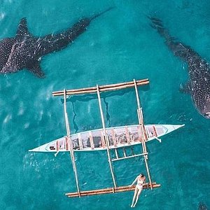 whale shark tour oslob