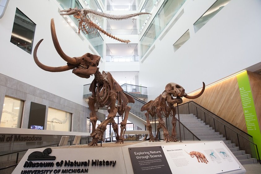 University of Michigan Museum of Natural History (安娜堡) - 旅游