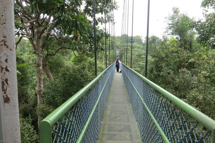 2024 TreeTop Walk At MacRitchie Reservoir