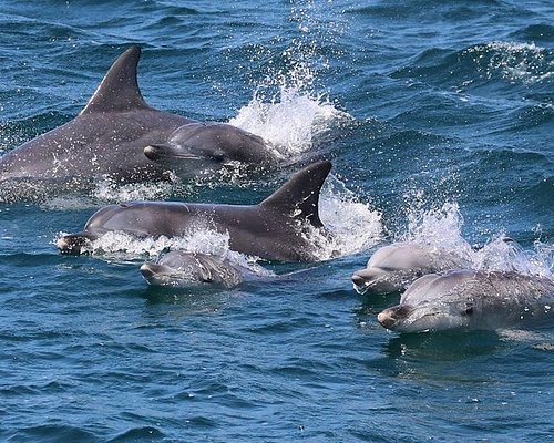 dolphin tours wales