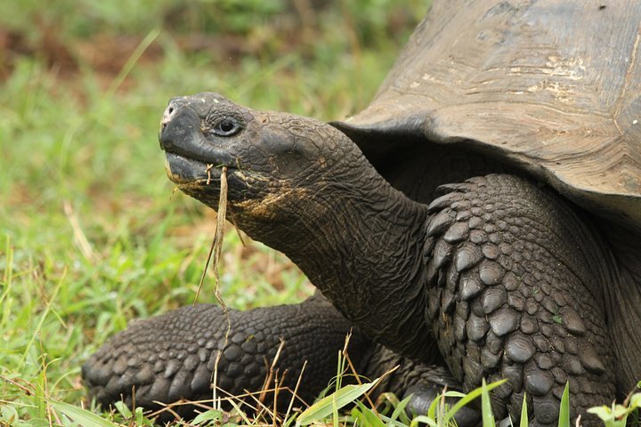 2023 Day Tour - Twins - Farm El Chato provided by Galapagos Living