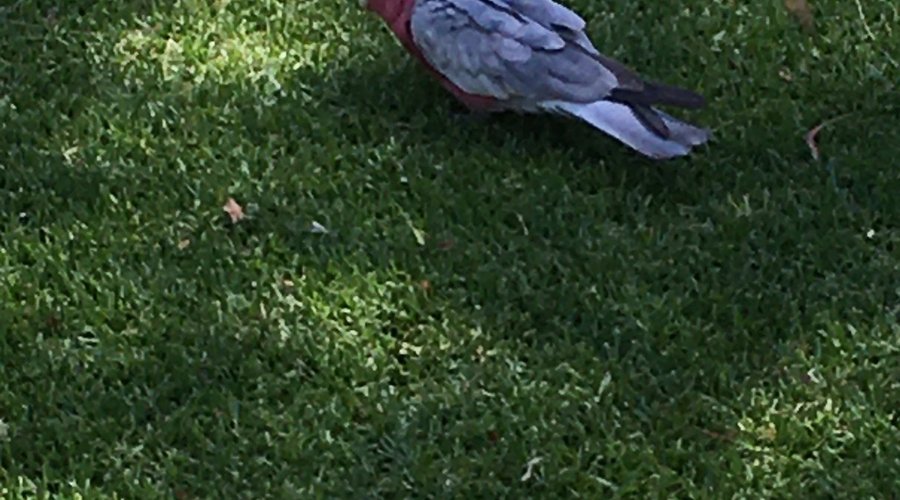 Galah