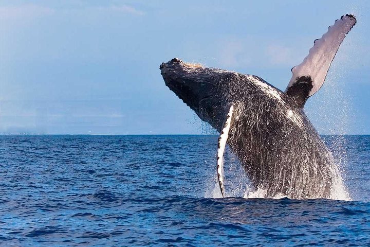 2024 Whale Watching Eco-adventure From Kailua-kona