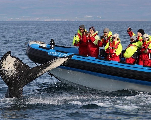 The Husavik Whale Museum - All You Need to Know BEFORE You Go