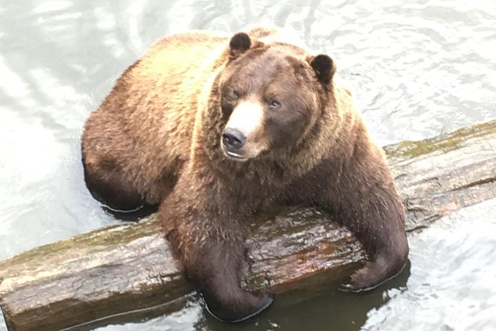 Fortress of the Bear