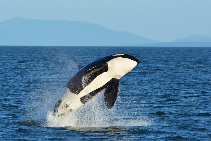 2024 Whale Watching Adventure (Semi-enclosed vessel)