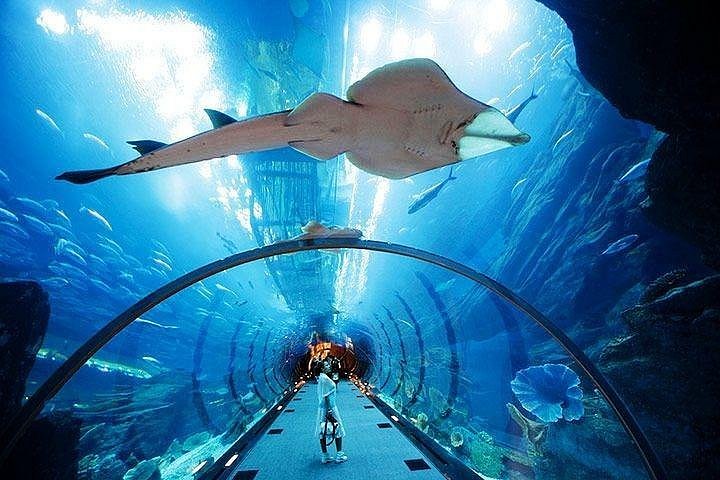 2023 Dubai and Underwater Zoo in Dubai Mall - Tripadvisor
