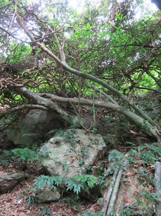 2025年 モダマ群生地 - 出発前に知っておくべきことすべて