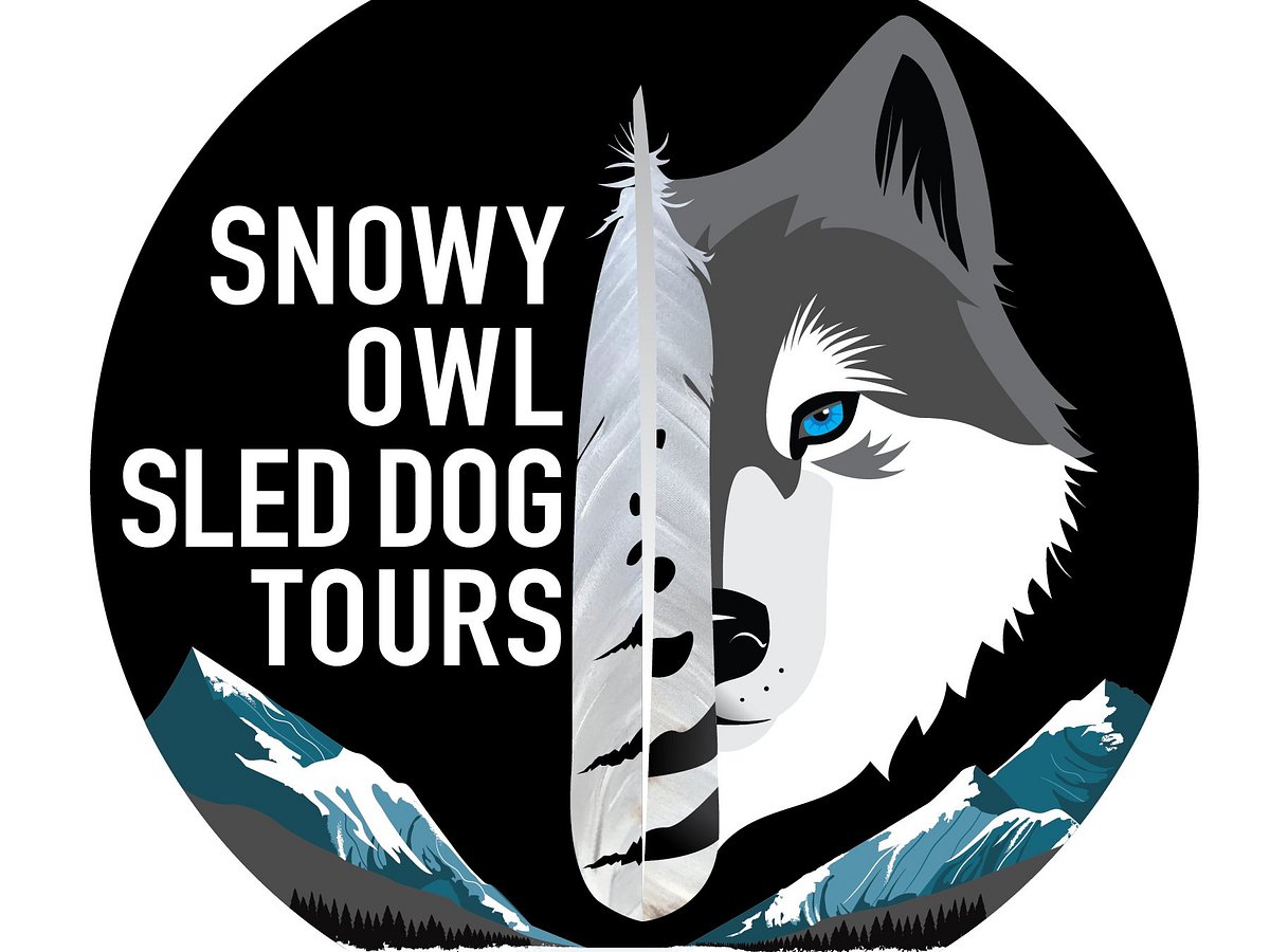 snowy owl dog sled tours