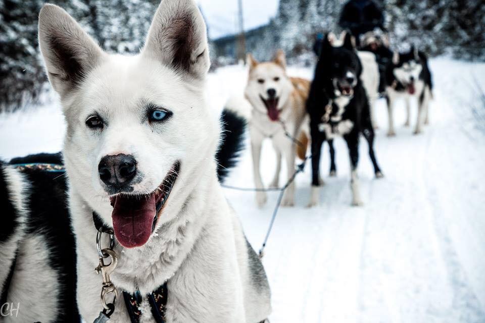 Snowy Owl Sled Dog Tours - All You Need to Know BEFORE You Go (2024)