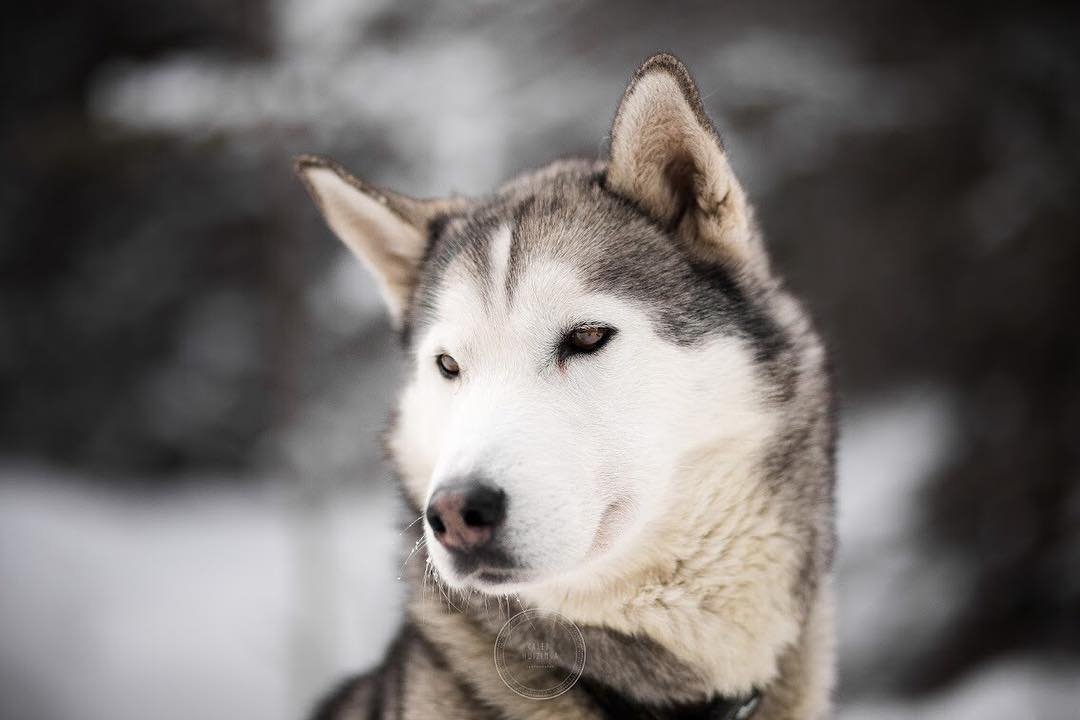 Snowy Owl Sled Dog Tours (Canmore) - All You Need to Know BEFORE You Go