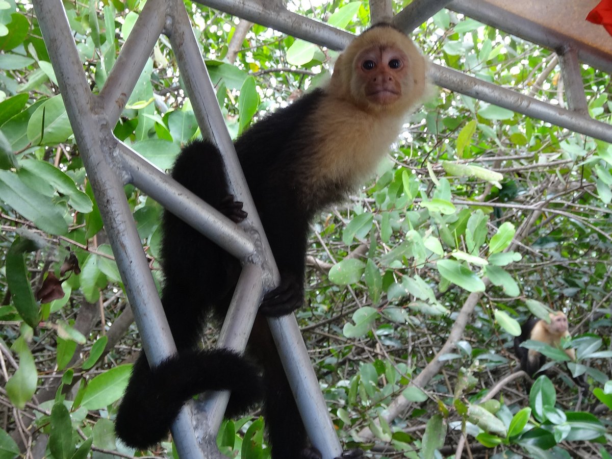 aguila tours manuel antonio