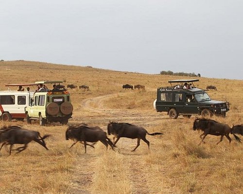 african safari scavenger hunt