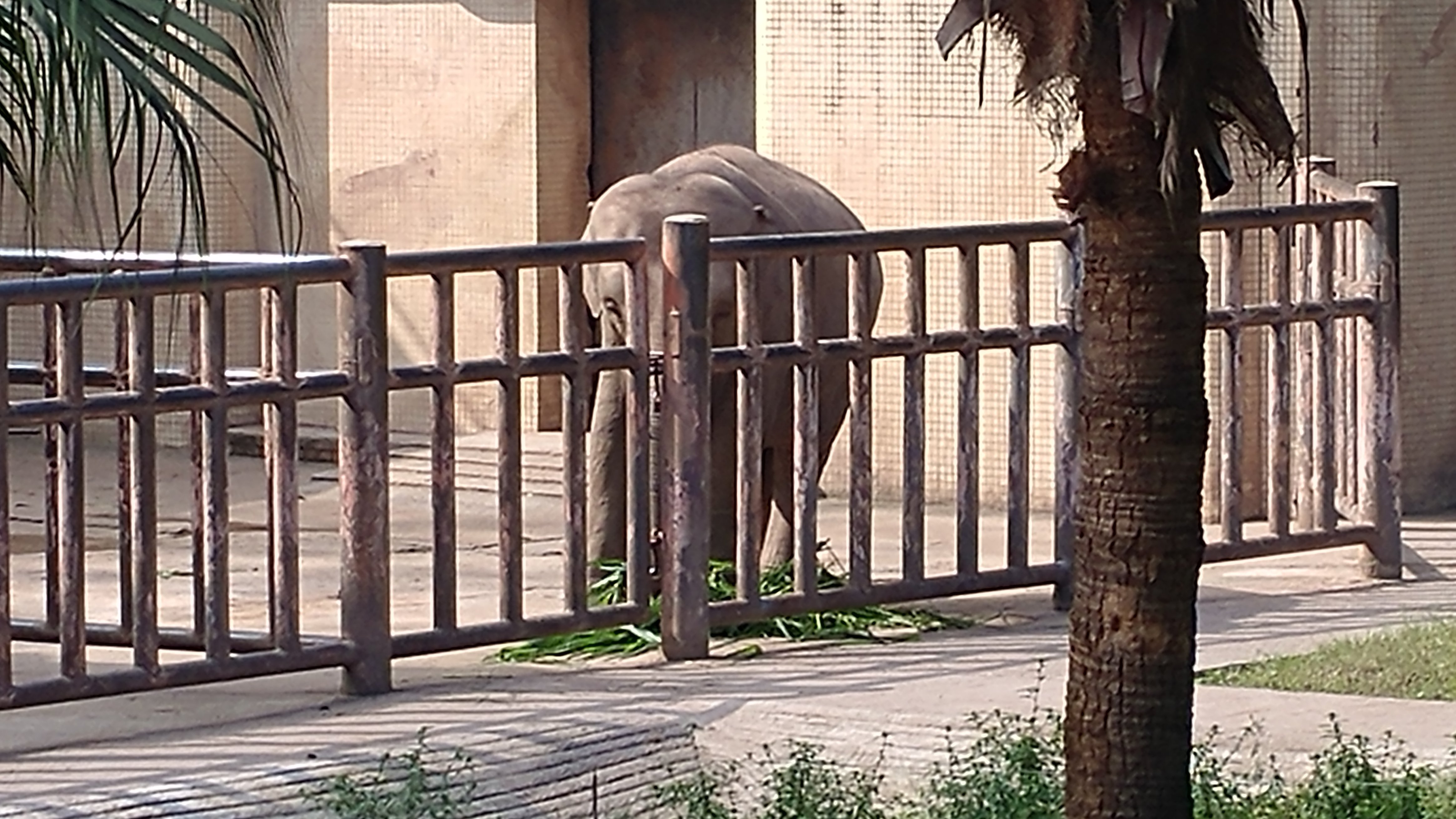 Chongqing Zoo (Chongqing Dongwuyuan) - All You Need To Know BEFORE You ...